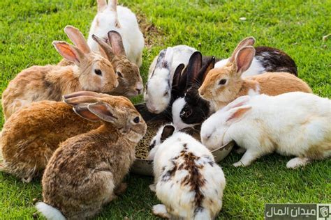 أسباب موت الأرانب في الصيف ، تربية الأرانب ليس بالأمر السهل بل تربيتها صعبة ، حيث تتعرض الأرانب للموت المفاجء صيفا ،وموتها من الممكن أن يكب
